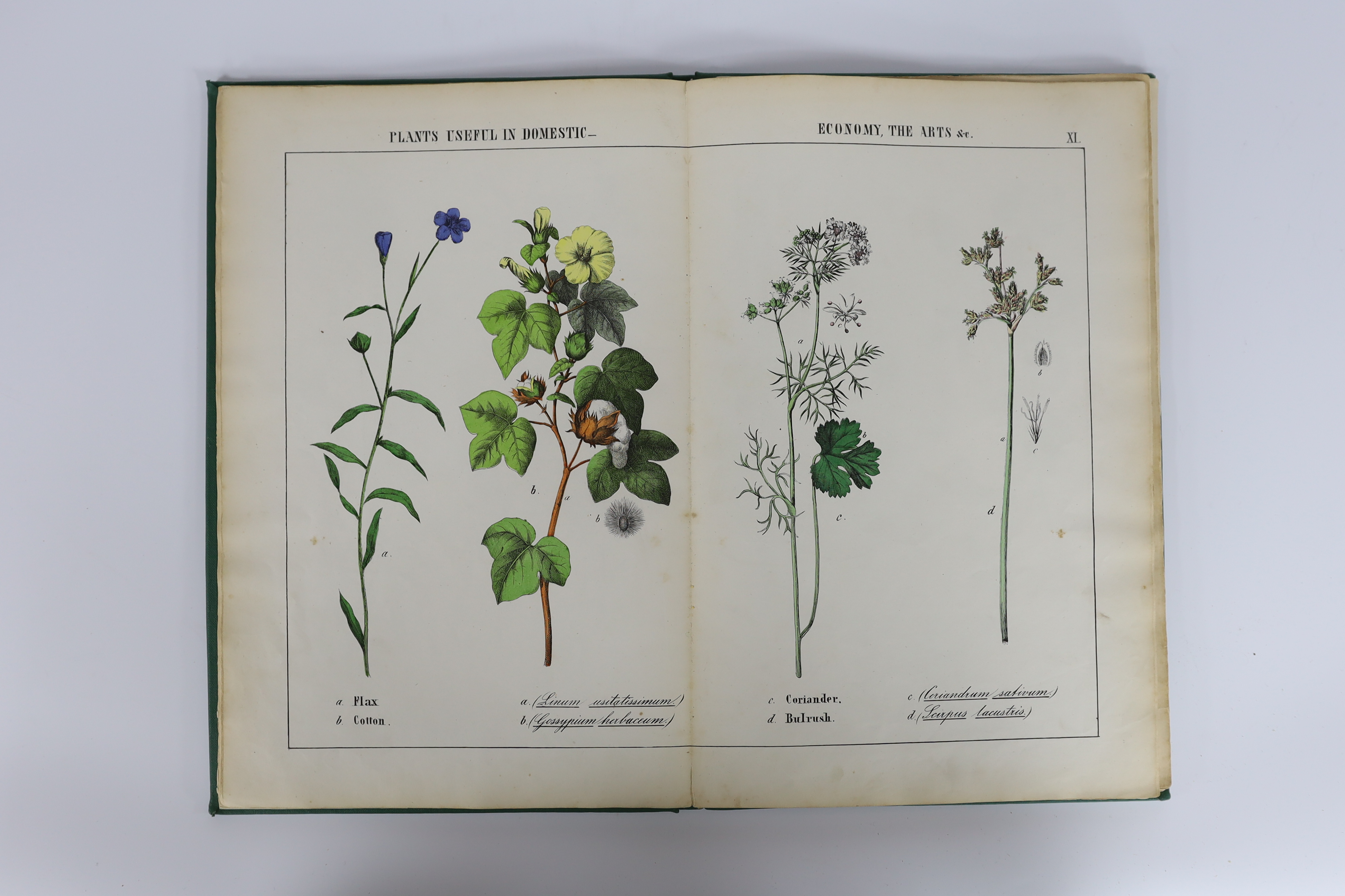 [Yonge, Charlotte Mary] - The Instructive Picture Book, or Lessons from the Vegetable World, tall 4to, original pictorial boards, with 31 striking hand-coloured double-page plates of fruit, flowers, vegetables, fungi etc